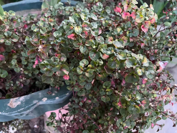 Bahçedeki çiçeklere bakmak çok güzel.