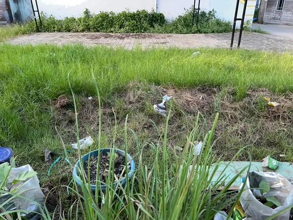 Bahçede öğleden sonra yeşil çimenler vardı.