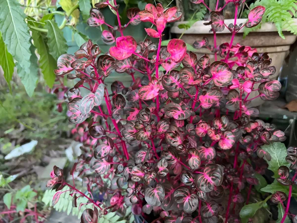 Bahçedeki çiçeklere bakmak çok güzel.
