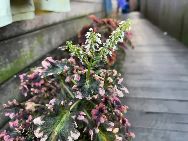 Bahçedeki çiçeklere bakmak çok güzel.