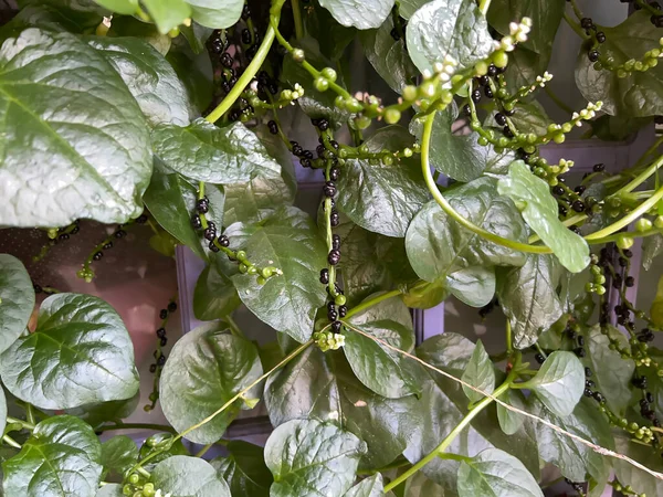 Binahong yaprağı dalındaki yapraklar hastalığın tedavilerinden biri.