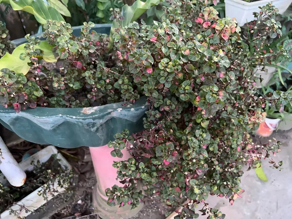 Bahçede öğleden sonra yeşil çimenler vardı.