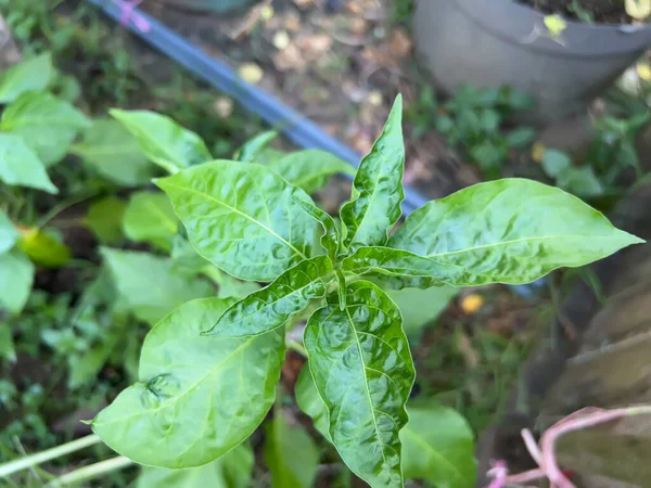 Bahçede öğleden sonra yeşil çimenler vardı.