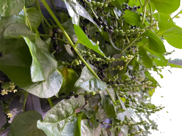 Bahçede öğleden sonra yeşil çimenler vardı.