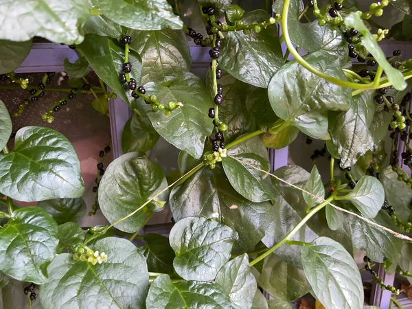 Binahong yaprağı dalındaki yapraklar hastalığın tedavilerinden biri.
