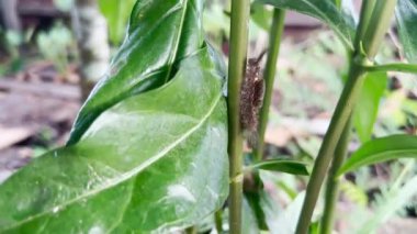 Bir yaprak üzerinde yürüyen siyah bir tırtıl, rüzgarla savruluyor.