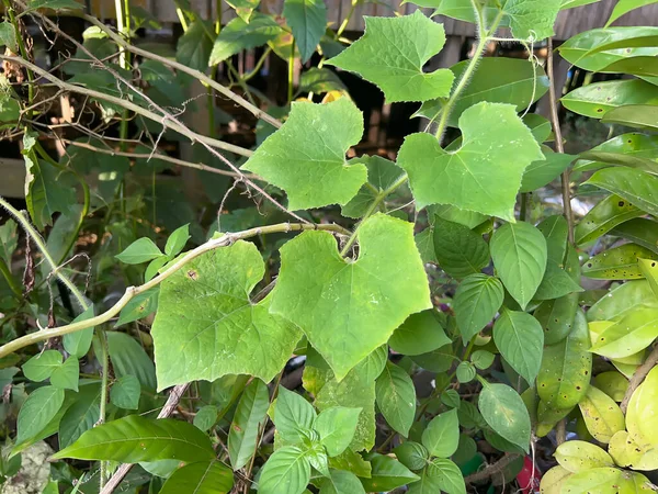 Ormanda yeşil yapraklar