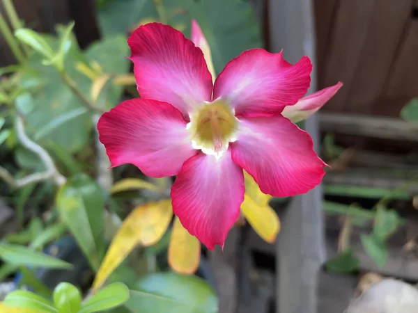 Güzel pembe ve kırmızı çiçeğin yakın plan görüntüsü, tropikal bahçe