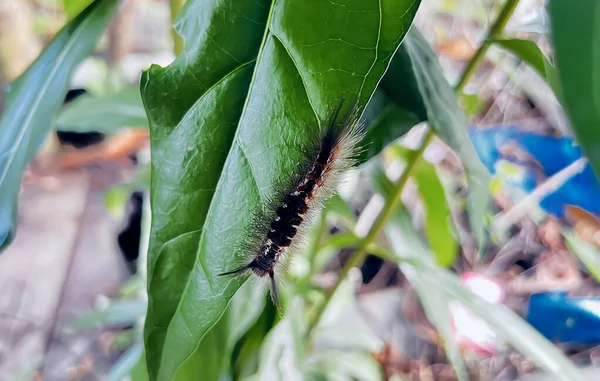 Close Caterpillar Water Drops — Stock Photo, Image