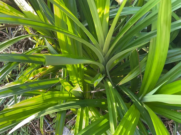 yeşil yapraklar, bitkiler ve yapraklar