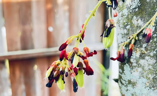 parkta güzel renkli çiçek