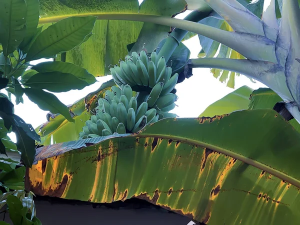 Ağacın yeşil yaprakları.