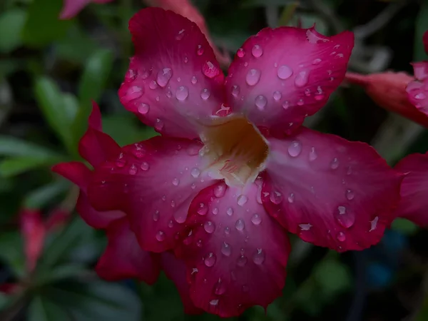 Güzel botanik fotoğrafı, doğal duvar kağıdı.