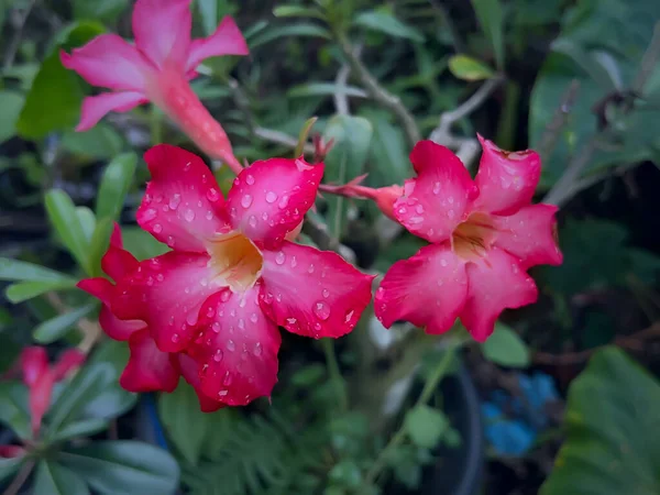 Bahçedeki güzel pembe çiçek