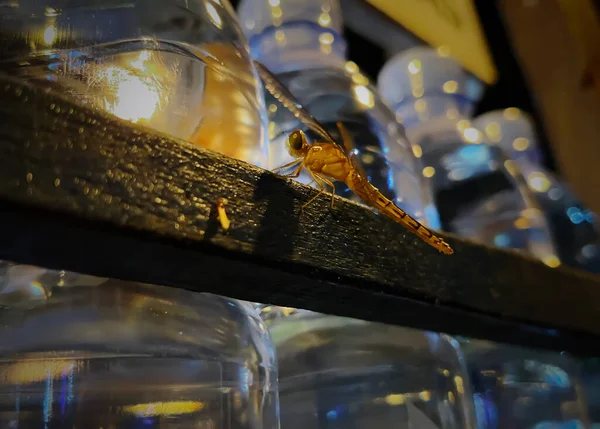 Ambalajlı içecekler için ahşap bir desteğe tüneyebilen bir hayvan.