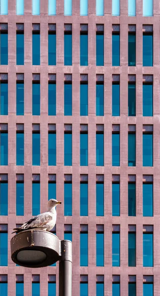 Gaviota Posada Poste Luz Ciudad Justicia Fondo Las Ventanas Edificio —  Fotos de Stock