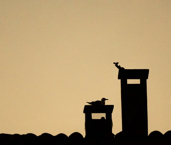 Silhouette of two pigeons perched on two chimneys on a roof.