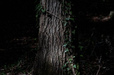 Doğrudan aydınlatılmış Akdeniz çam ağacı detayı. Ağacı çevreleyen kökler.