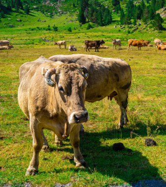 İnek, yeşil bir çayırdaki kameraya ve otlayan ineklerin arkasına bakıyor. Siyah ve beyaz.