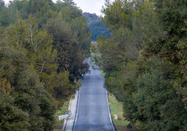 Yerden sonsuzluğa giden sonsuz otoyol ormanda.
