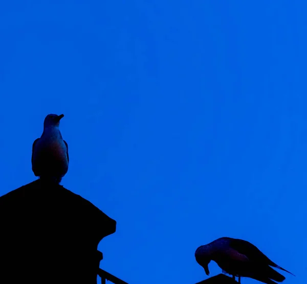 silhouette of two pigeons on a roof at sunset under a blue sky
