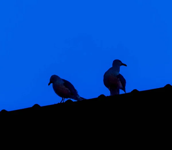 Silhouette of two pigeons on a roof at sunset under a sky.