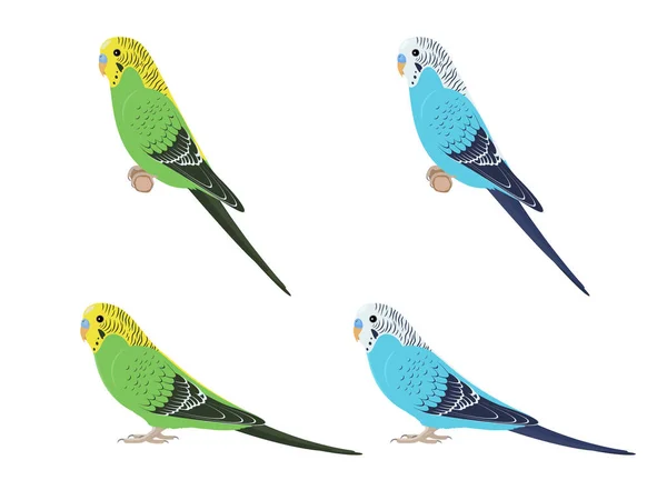 Serie di pappagalli di budgies — Vettoriale Stock