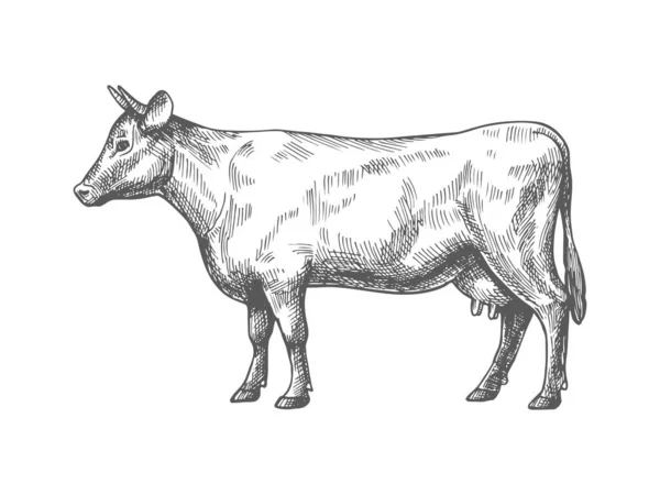 Croquis d'une vache — Image vectorielle