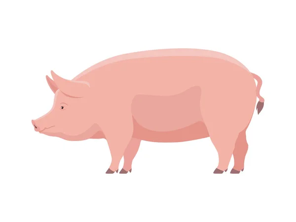 Vetor porco gordo grande —  Vetores de Stock