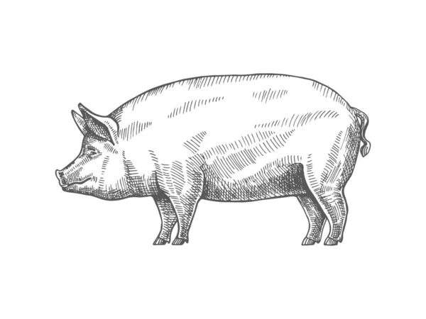 一只小猪草绘 免版税图库矢量图片