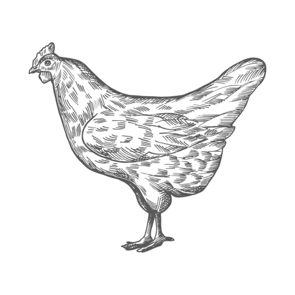 Vector chicken sketch — Stock Vector