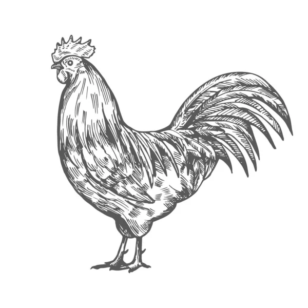 Bosquejo de gallo dibujado a mano — Vector de stock