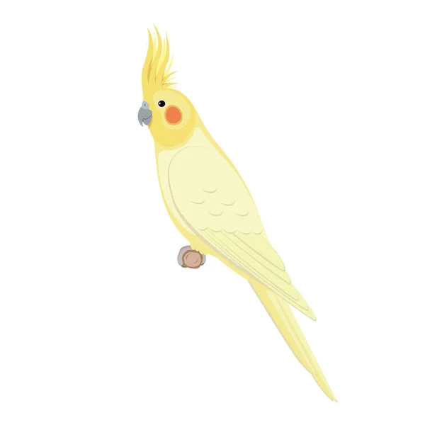 Cockatielvogel zittend op een tak — Stockvector