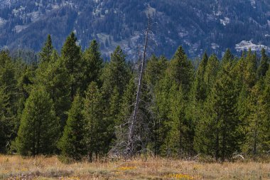 Grand Teton Ulusal Parkı 'ndaki Evergreen ormanının önüne ölü bir ağaç uzanıyor..