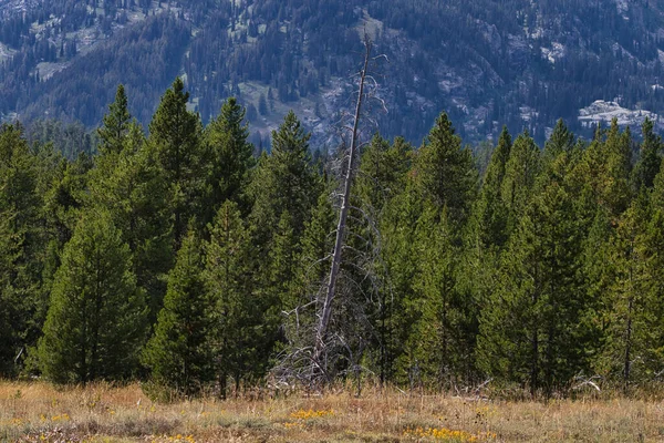 Grand Teton Ulusal Parkı 'ndaki Evergreen ormanının önüne ölü bir ağaç uzanıyor..