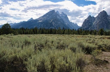 Sagebrush (Artemisia tridentata) çayır manzarası, Teton Sıradağları 'nın Katedral Grubu tarafından gözden kaçırılır. Grand Teton Ulusal Parkı 'nda çekildi..