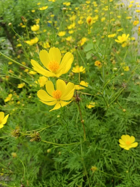 Yellow cosmos flowers beside the road