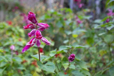 Salvia çiçekleri çiçek açmış, pembe ve beyaz çiçeklerle. 