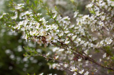 Leptospermum poligalifolium bitkisi beyaz çiçeklerle çiçek açıyor. Genellikle tantoon, jellybush ya da sarı çay ağacı olarak bilinir. Doğu Avustralya 'ya özgü Myrtaceae familyasından bir ağaçtır..