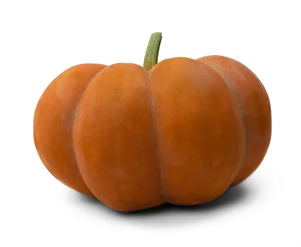 Autumn Fall Thanksgiving Concept Zralé Oranžové Dýně Bílém Pozadí Čerstvá — Stock fotografie
