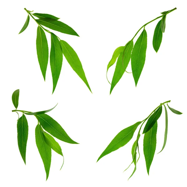 Folhas Verdes Isoladas Fundo Branco Folhas Jovens Árvores Verdes Willow — Fotografia de Stock