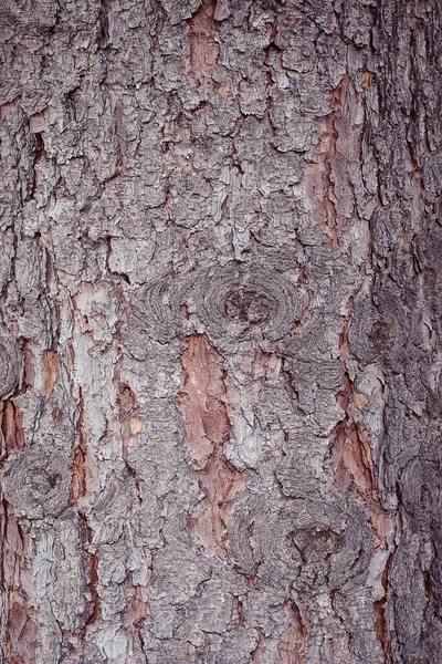 Écorce Bois Naturel Sèches Fissurées Irrégularités Sur Surface Texture Écorce — Photo