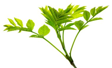 Beyaza izole edilmiş mürver yaprağı. Geriye bahar arkaplanı kalıyor. Sağlıklı olmak için mürver yaprağı. Yaprak bitkisi tasarım, reklam, ambalaj ürünleri.