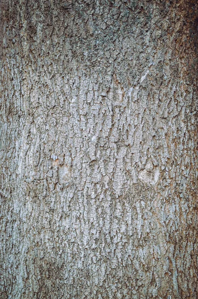 나무껍질에 갈라진 틈으로 나무껍질을 문지르라 트렁크에 스러운 나무의 — 스톡 사진