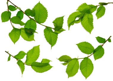 Botanik tasarım elementleri, yeşillik. Geriye dekoratif eşya koleksiyonu bırakır. Dallarda bahar yaprakları. İzole edilmiş. Yaz, Orman, Park, Doğa.