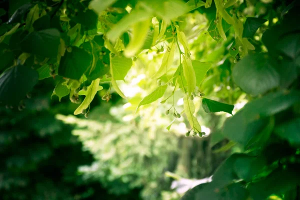 新鲜的绿叶 自然抽象的背景 模拟以显示 产品蒙太奇 在社交媒体上做广告的横幅或标题 春天和夏天 阳光透过树叶照耀着 — 图库照片