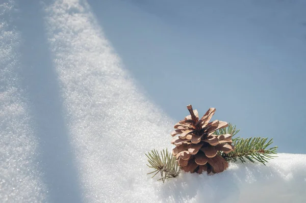 Snow background with pine cone and fir branch. A cone from a Christmas tree lies in the snow. Zero waste Christmas ideas. Winter season, christmas concepts. Frosty day in the forest. Winter walk.