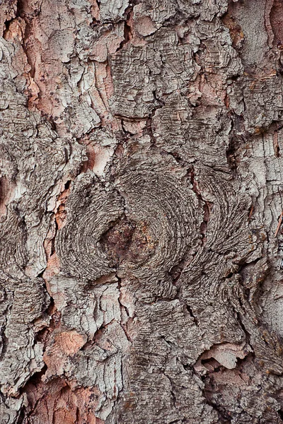 Latido Árvore Papel Parede Textura Uma Árvore Casca Árvore Natural — Fotografia de Stock