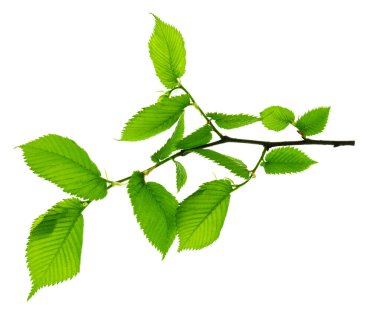 Büyüyen Yaprak. Ulusal Orman Koruma Günü. Pankart. beyaz üzerinde izole bırakırlar. Yapraklar ürün tasarımı için uygundur. Metnin için boşluk.
