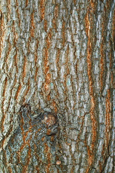 Ulga Tekstury Brązowej Kory Drzewa Wyrośnięć Pęknięć Zbliżenie Drewniane Tło — Zdjęcie stockowe